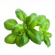 Olio Essenziale di Basilico   10 ml