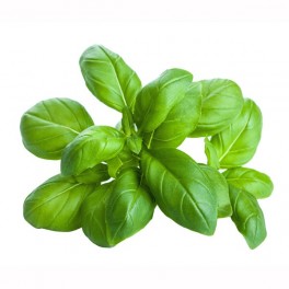 Olio Essenziale di Basilico   10 ml