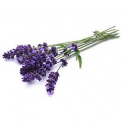 Olio Essenziale di Lavanda  - 10 ml