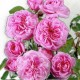 Olio Essenziale di Rosa Centifolia  10 ml