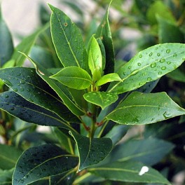 Olio Essenziale di Bay Leaf  10 ml