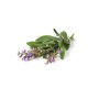 Olio Essenziale di Salvia Officinale 10 ml