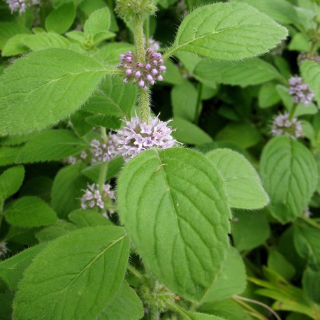 Olio Essenziale di Menta Piperita  10 ml