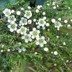 Olio Essenziale di Lemon Tea Tree