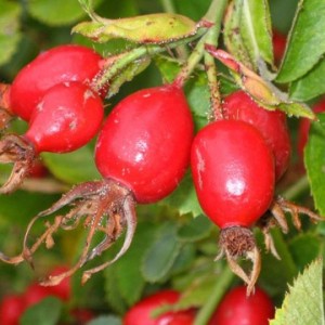 Rosa Mosqueta frutto rosso ricco di semi